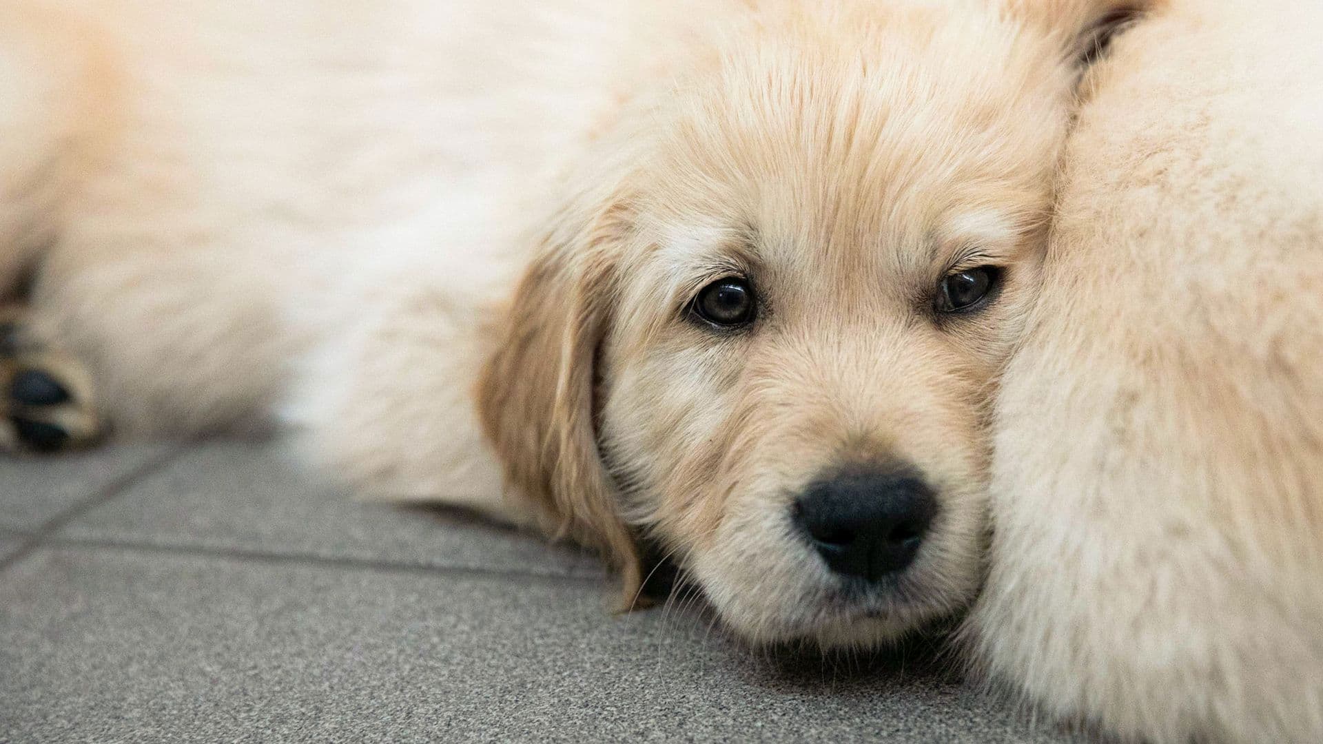 Puppy School for Guide Dogs