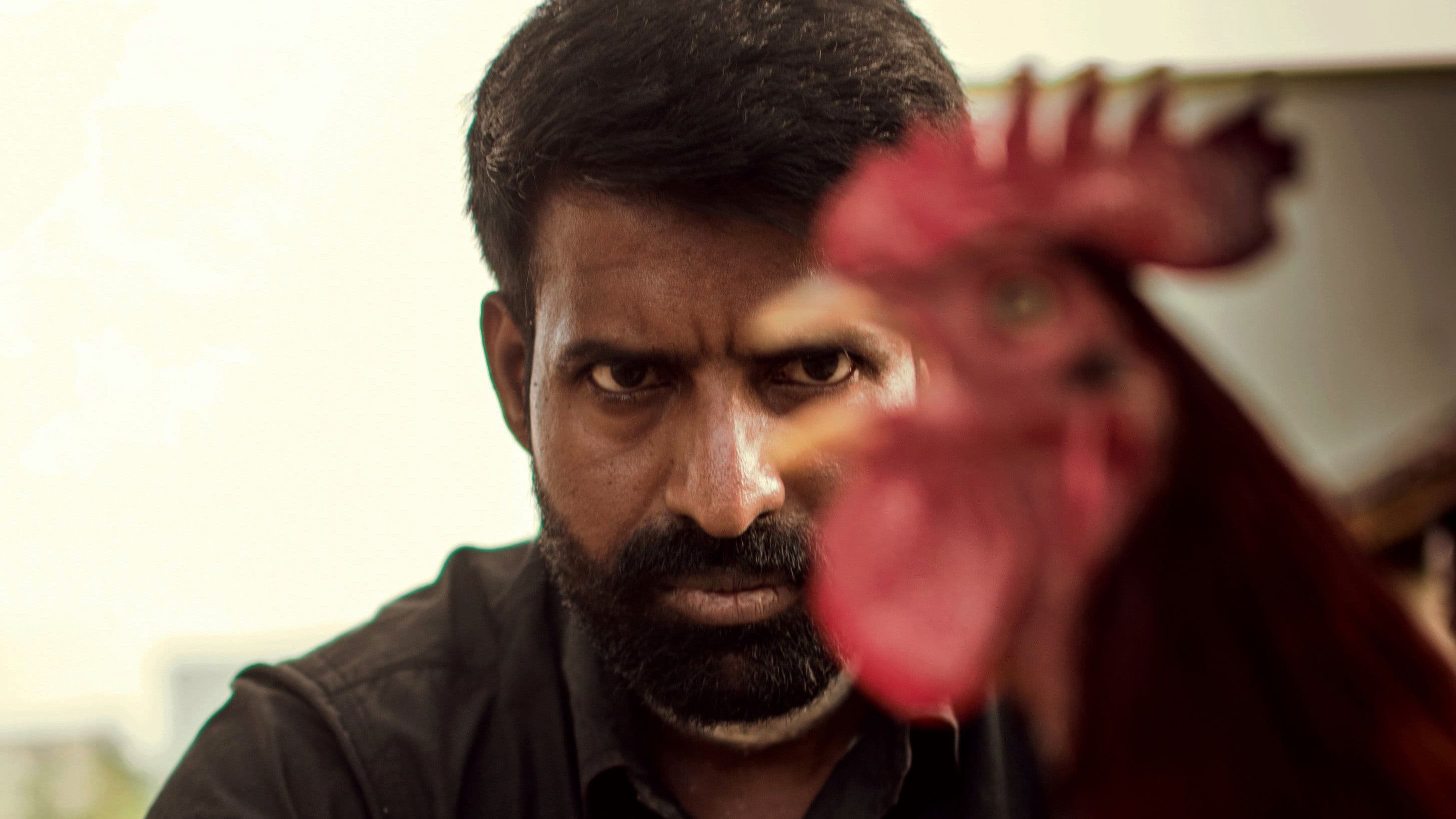 கொட்டுக்காளி