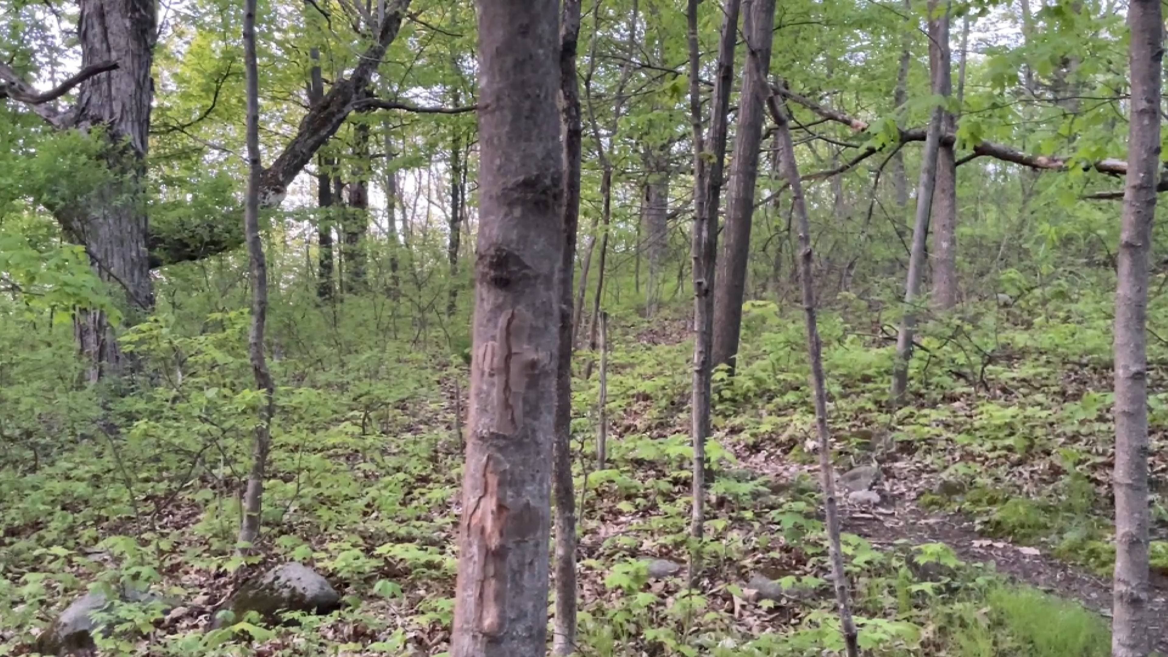 Ghost out the campground