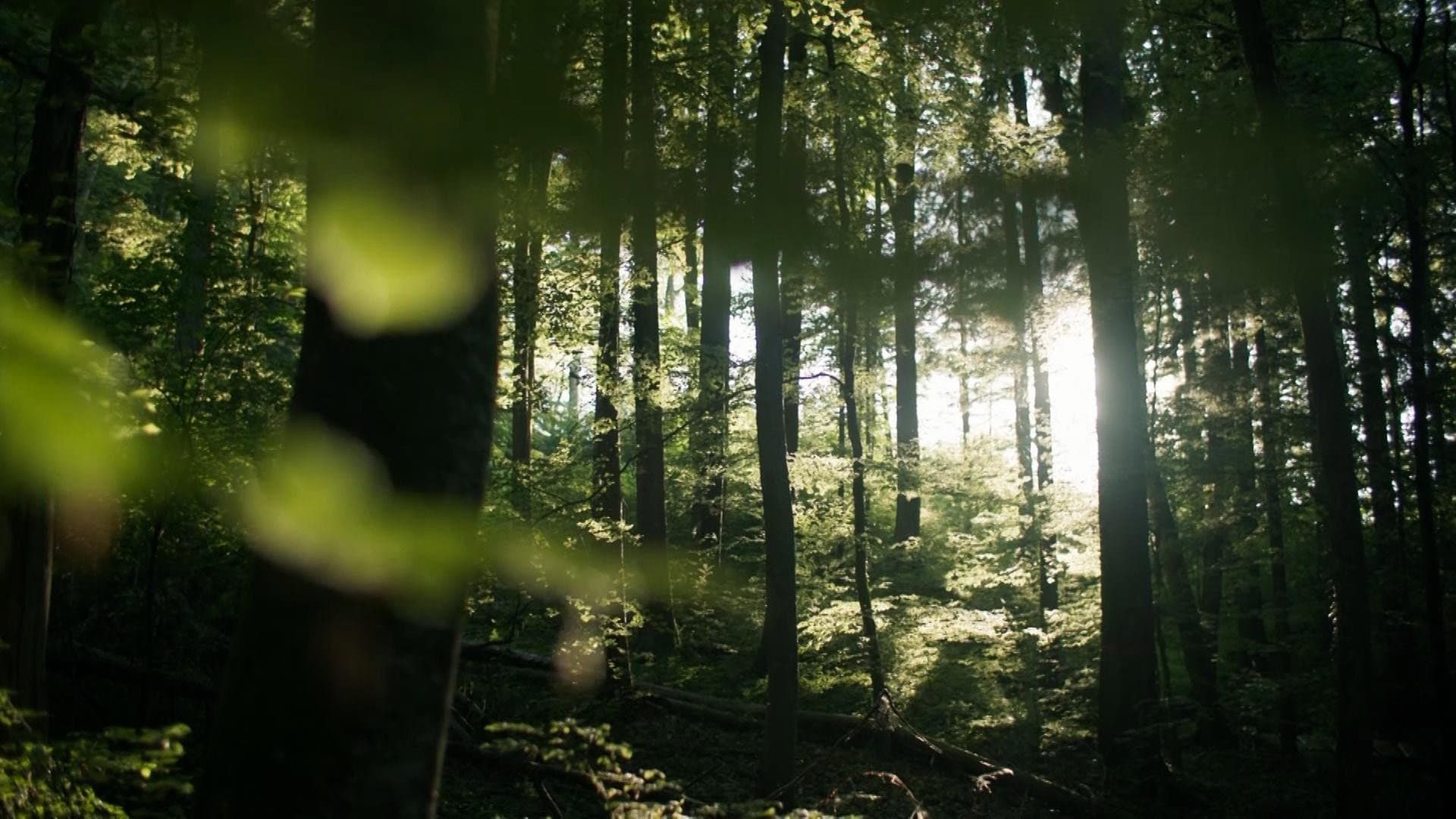 Secrets of the Forest