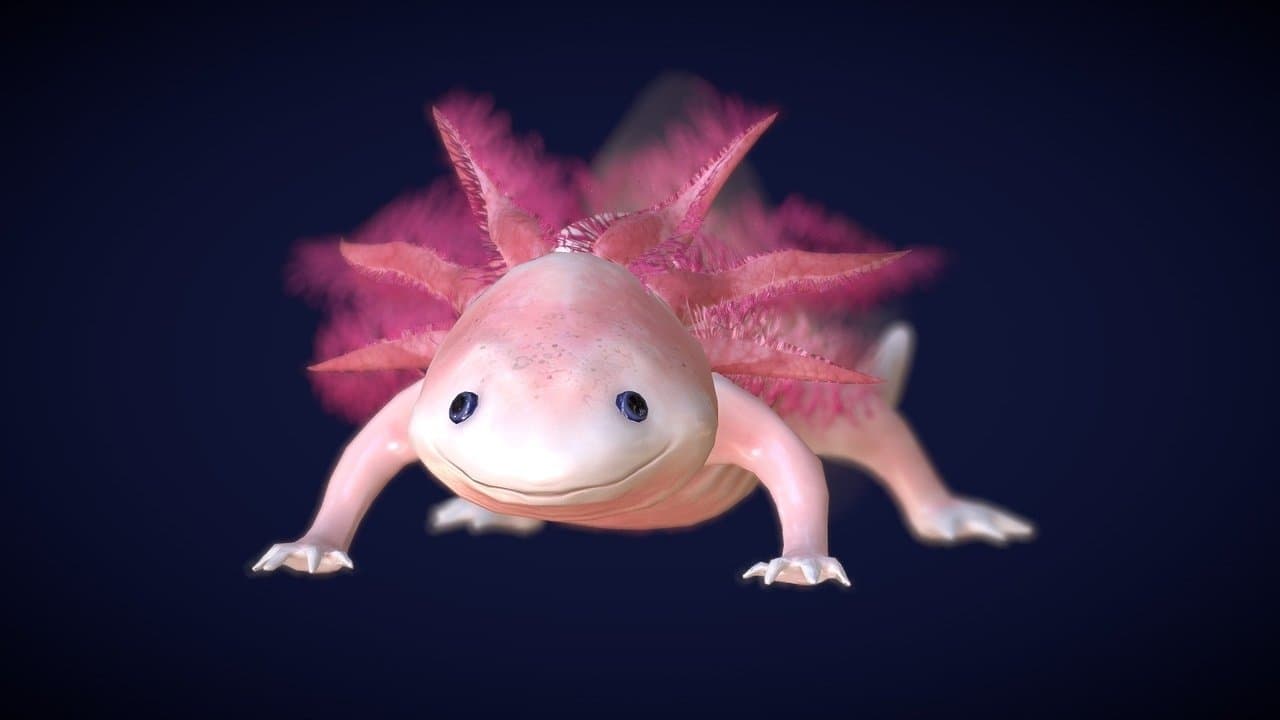 Axolotl, la salamandre miraculeuse