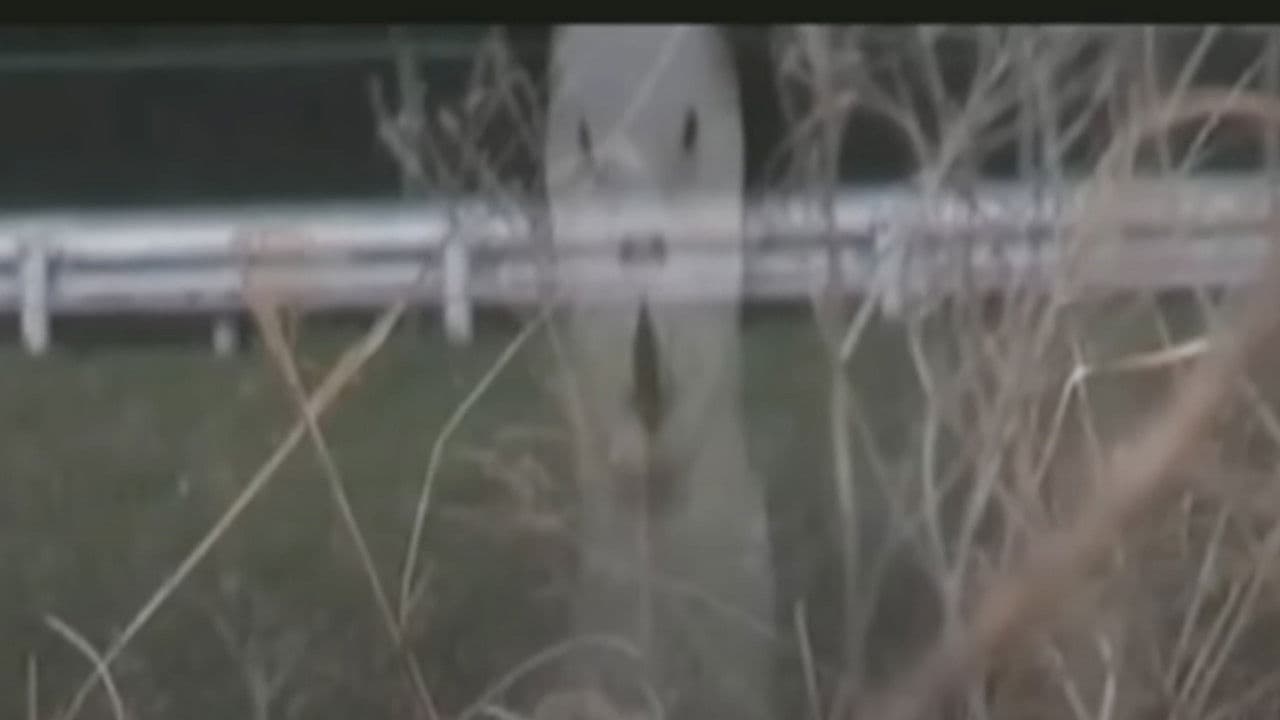 呪われた心霊動画 XXX 7