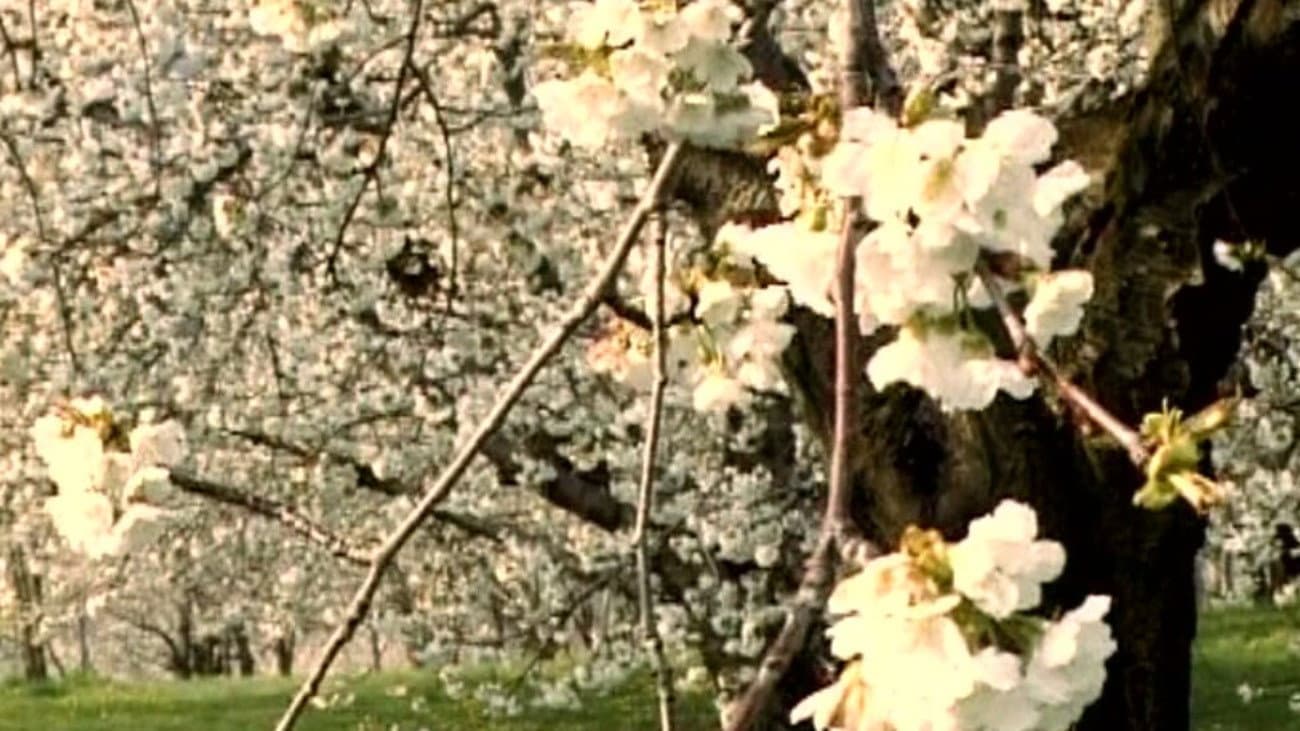 Affettuosa Presenza