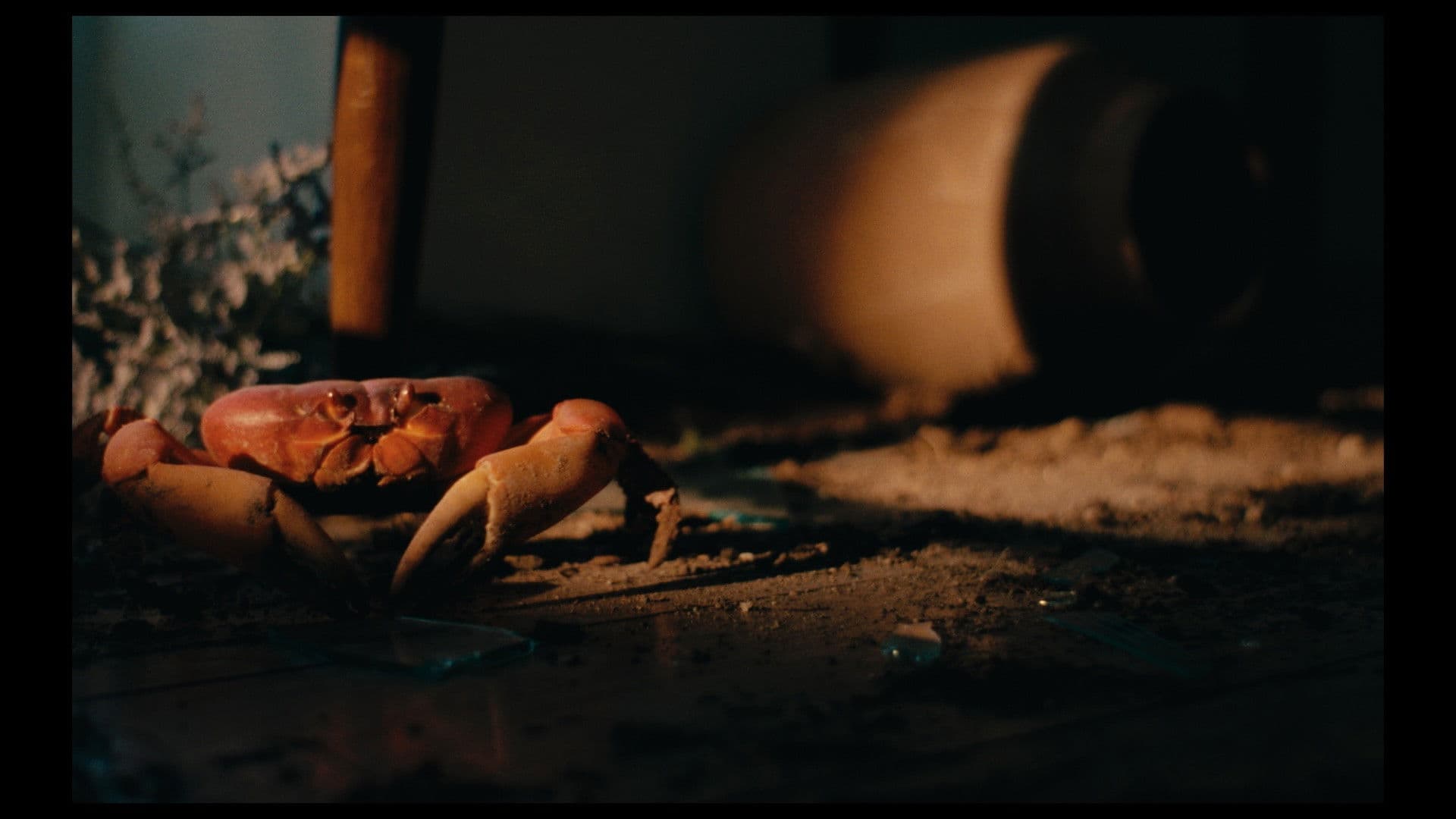 Cangrejos en el aire