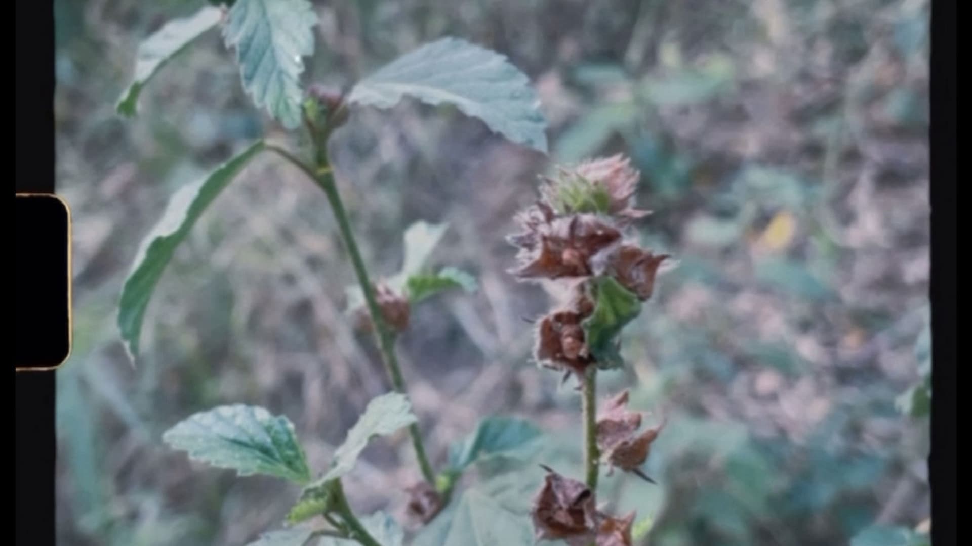 Breve como la infancia