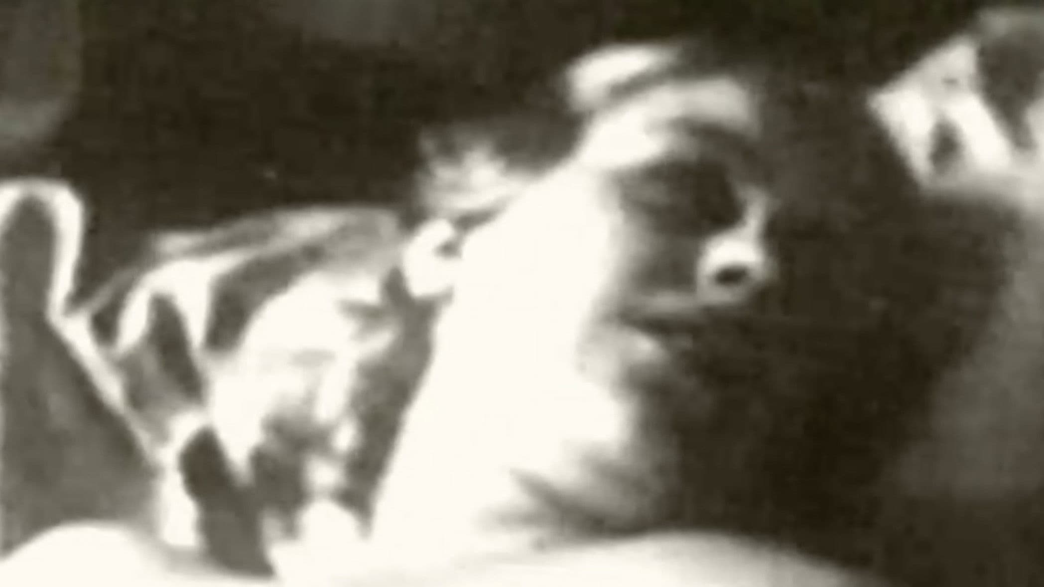 The Busy Lesbian Club