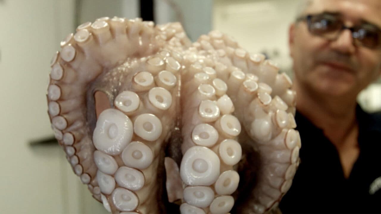 Bucătăria italiană în exil