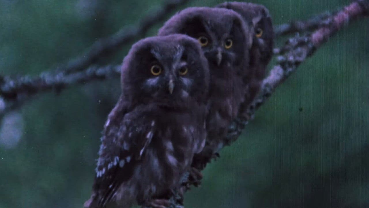 Pohjoisten metsien äänet