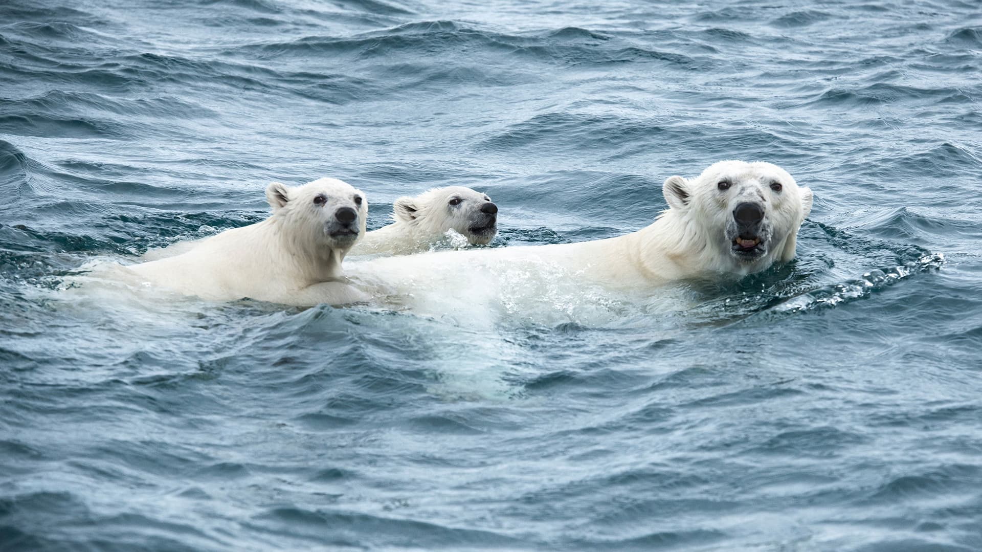 Odyssée sous les glaces