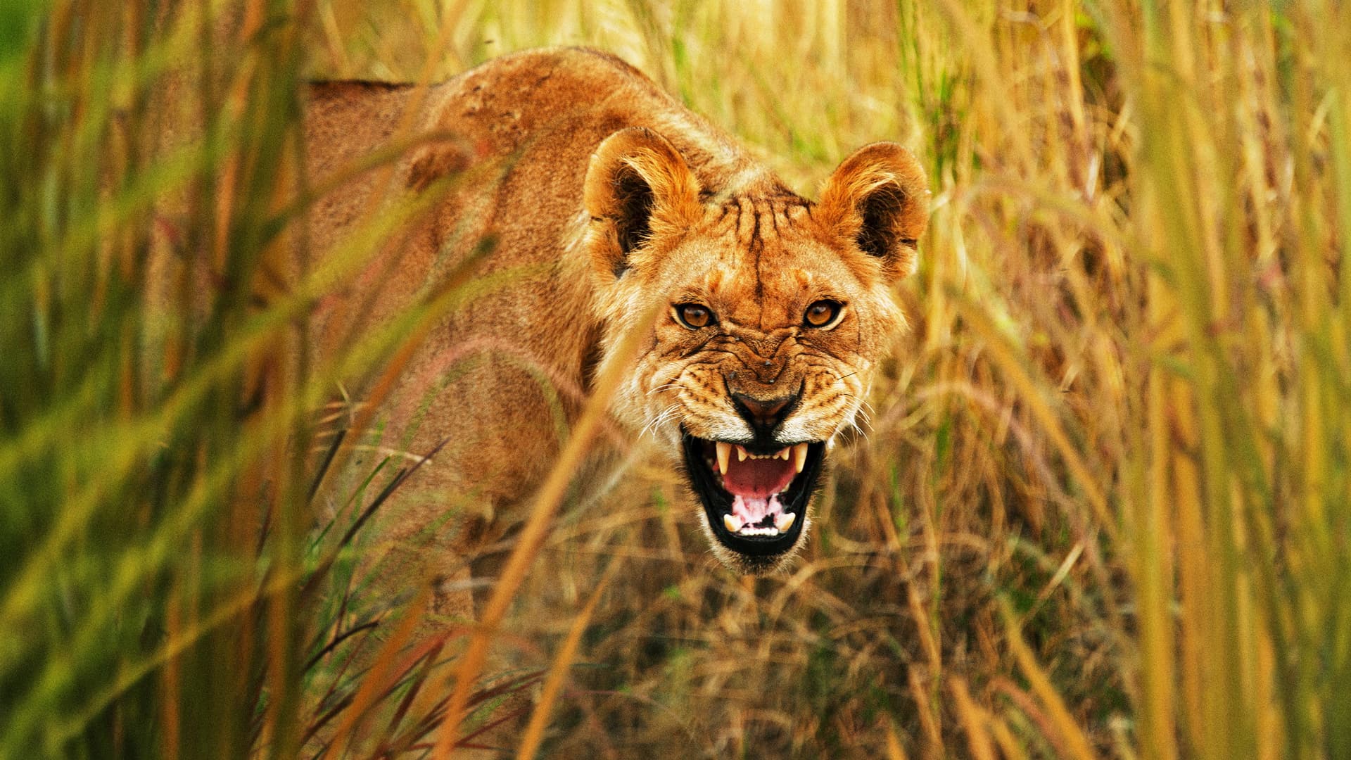 Viața secretă a prădătorilor