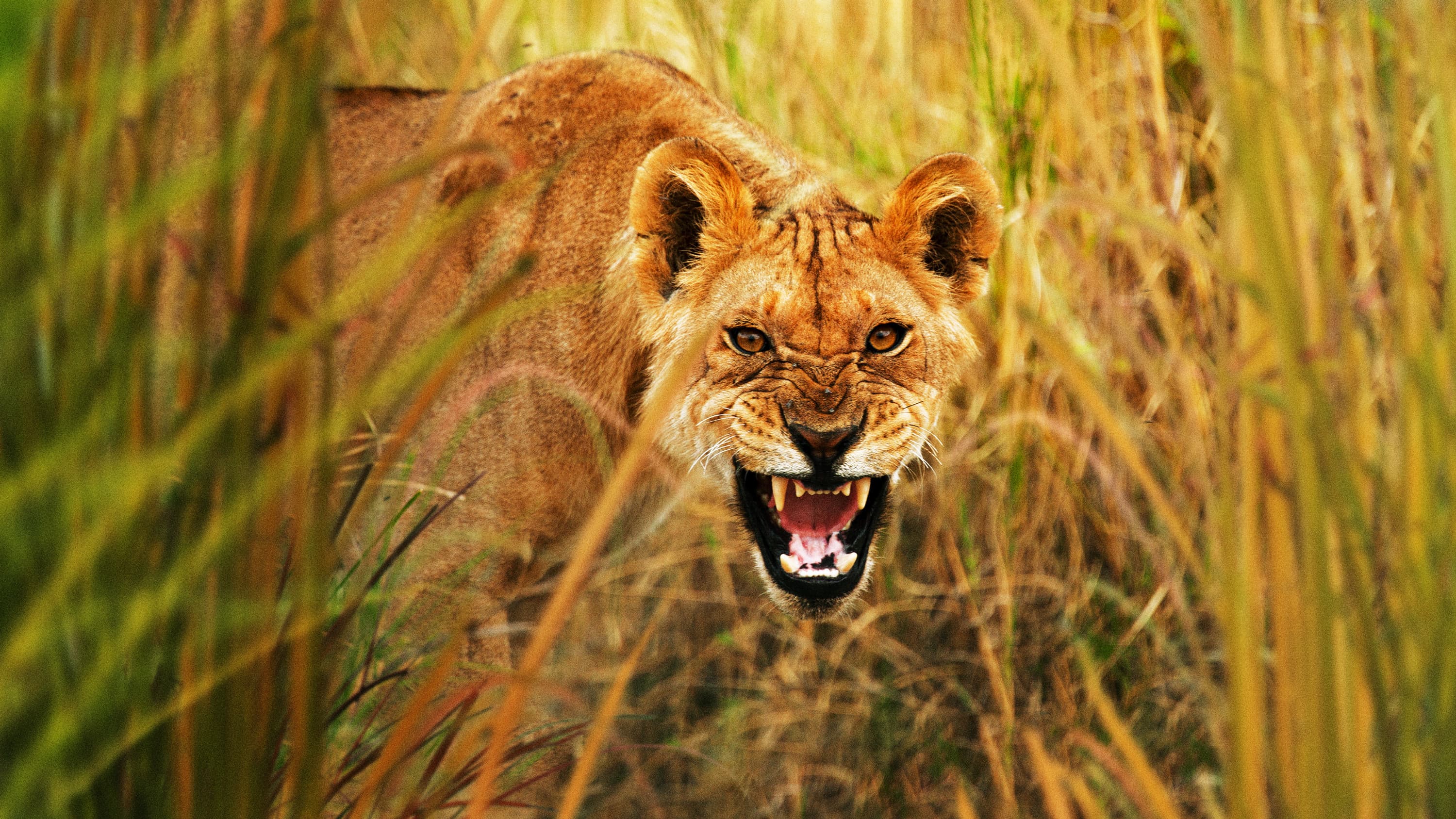 Viața secretă a prădătorilor