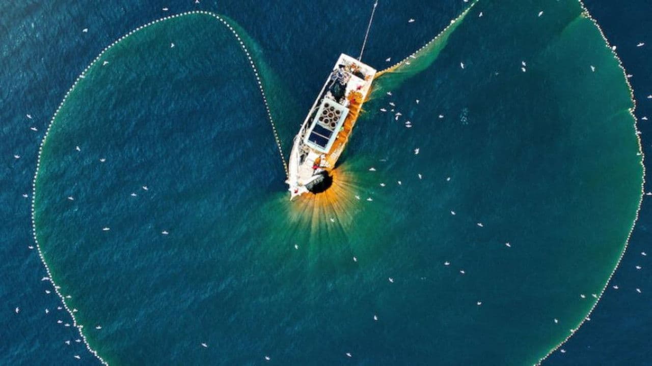 A Tutto Tonno - La Pesca del Tonno Rosso