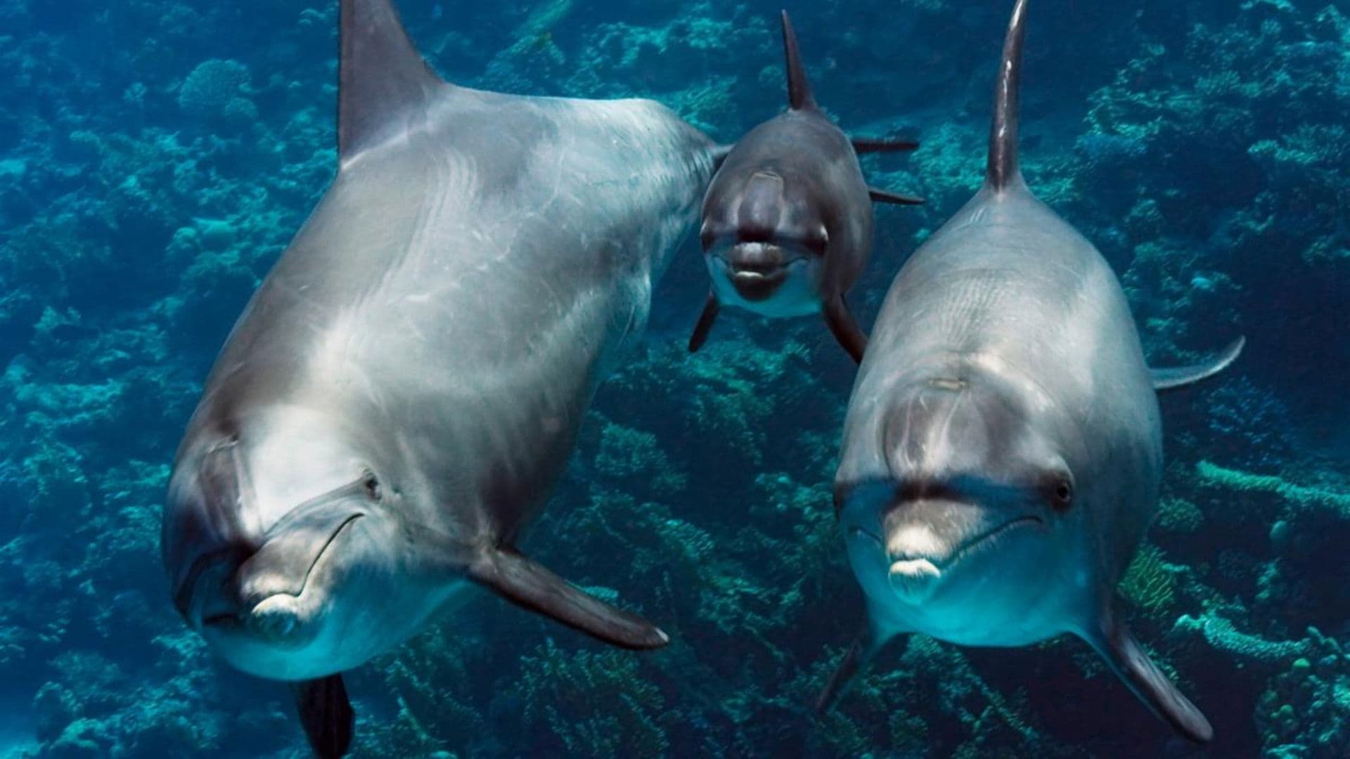 Unsere Erde, unsere Meere