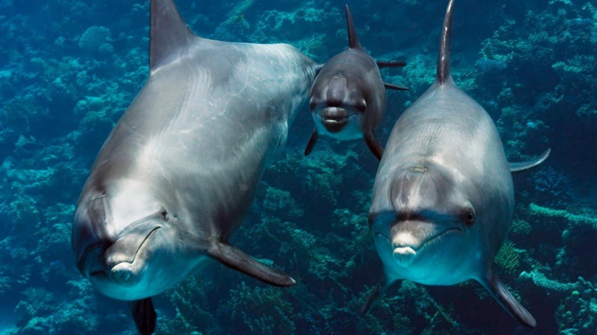 Unsere Erde, unsere Meere