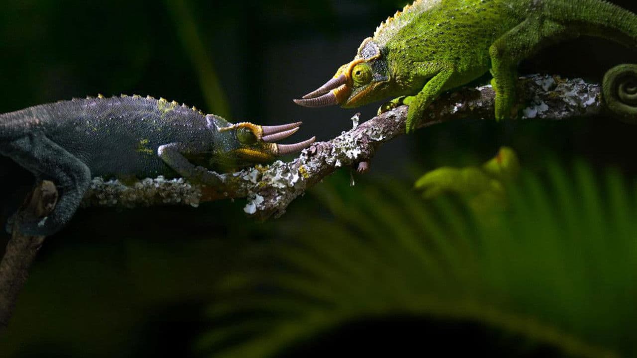 Règne animal, les jeux de l'amour