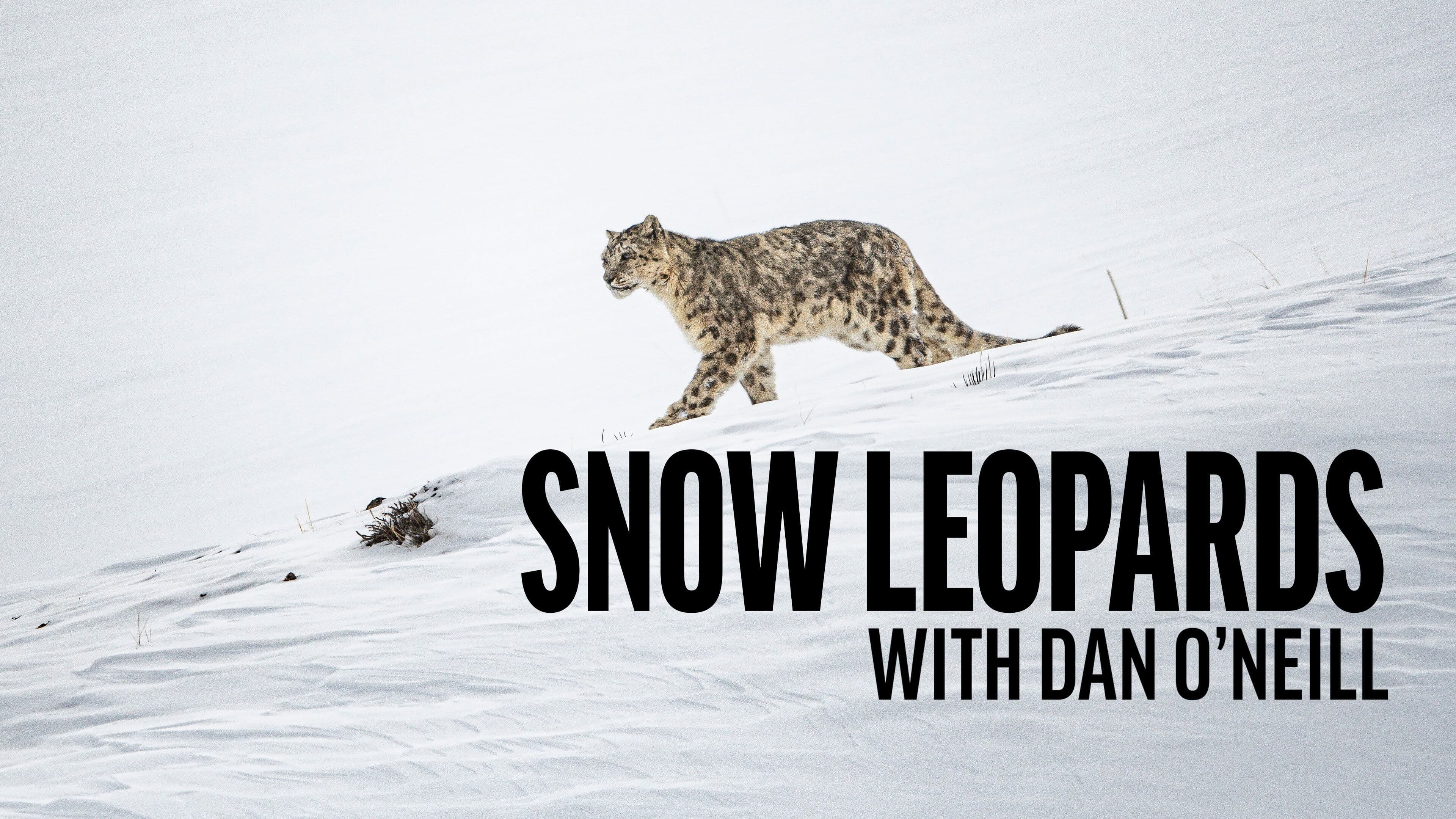 Snow Leopards with Dan O'Neill