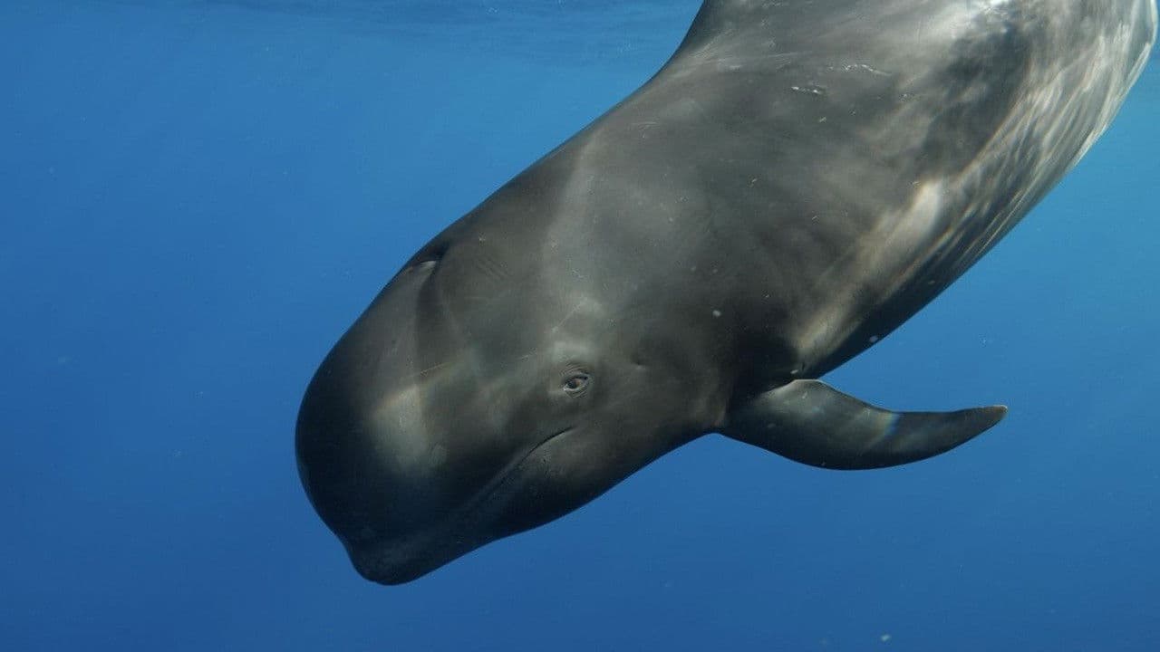Nika, el calderón tropical