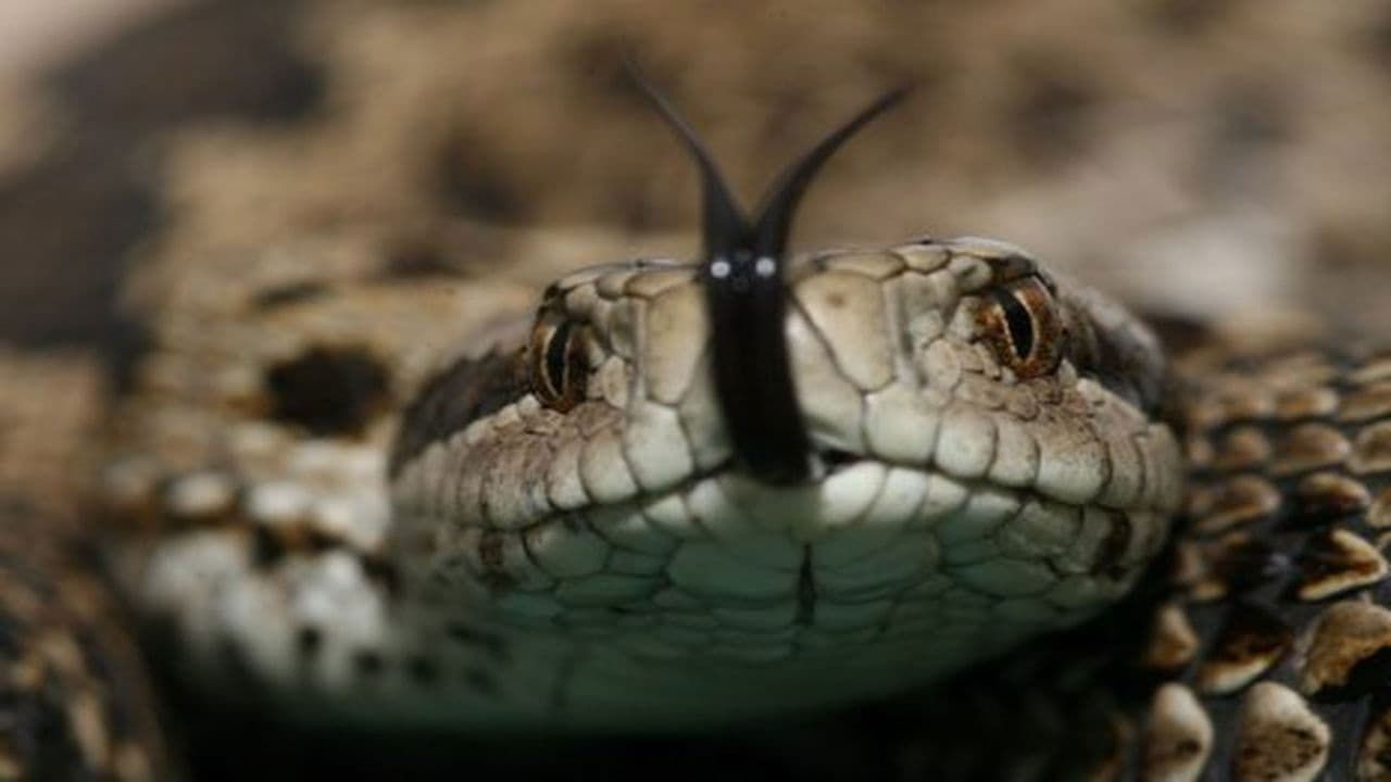 Vipera Life - Egy kígyó élete