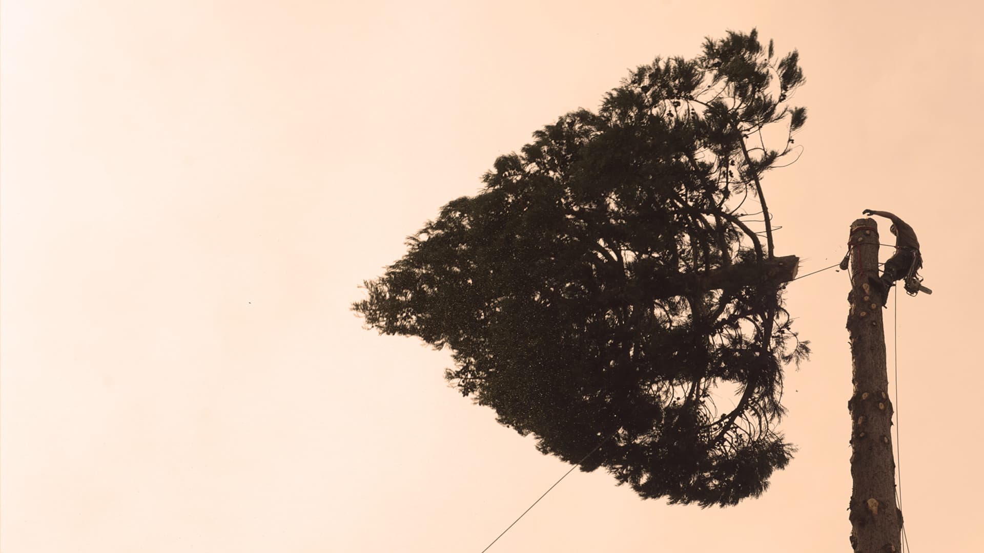 Bûcheron : un métier à hauts risques