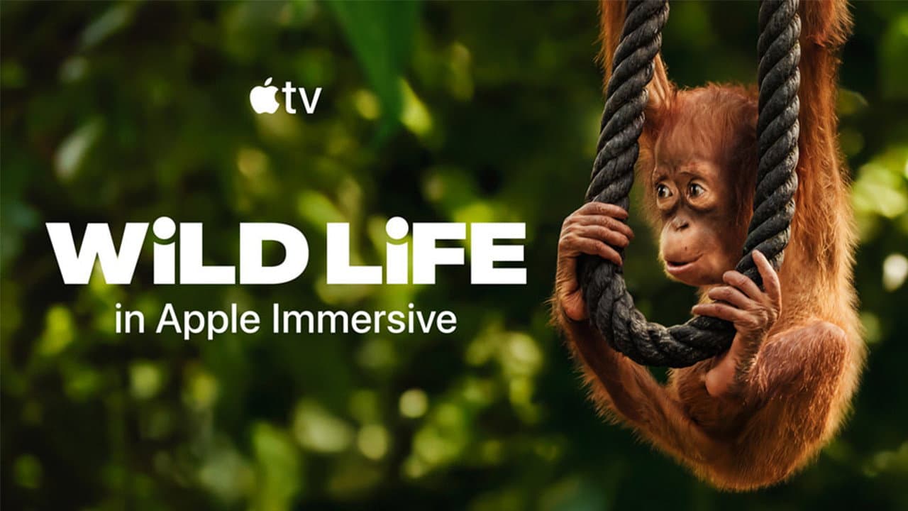 Wild Life - Orangutans