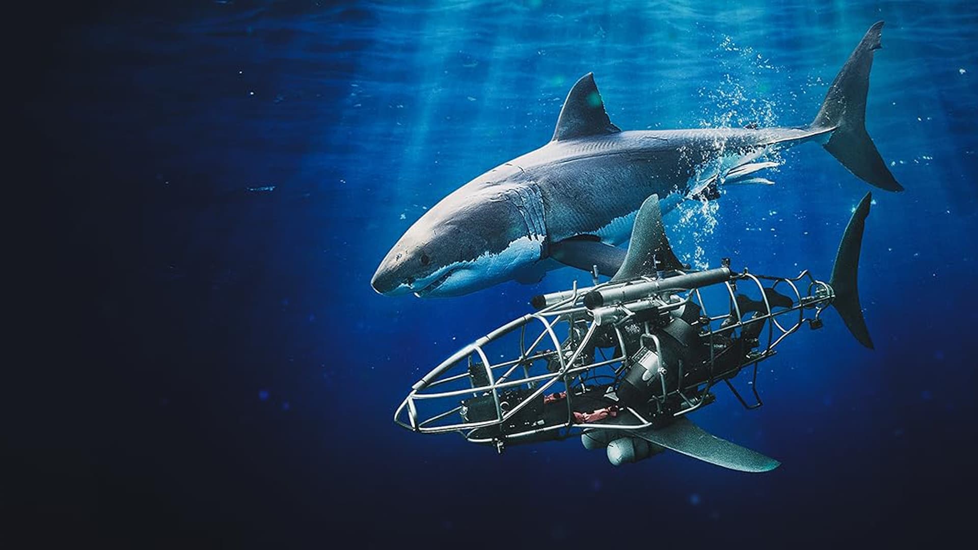 Mechashark Love Down Under