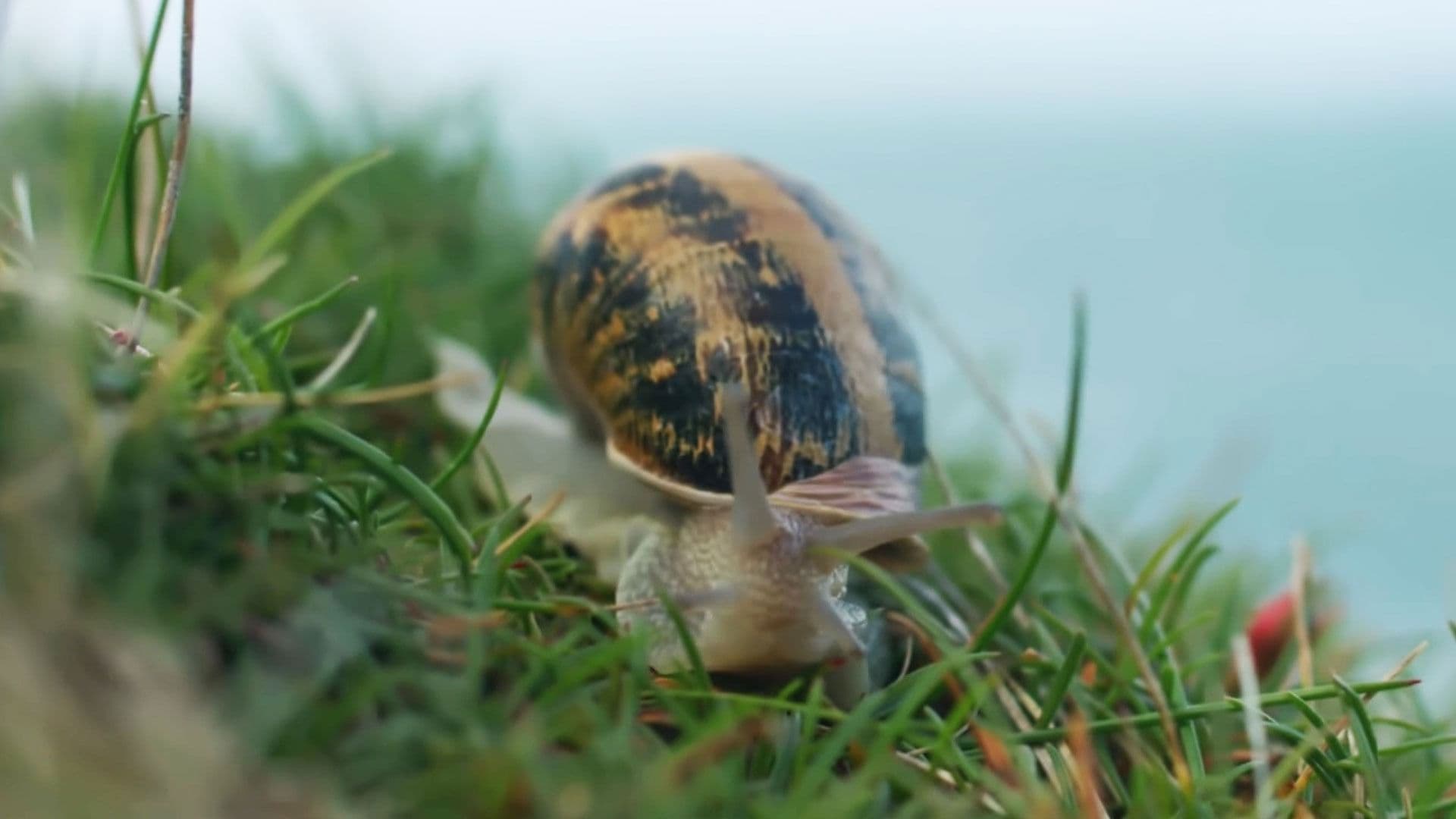 Escargots, le grand voyage du petit-gris
