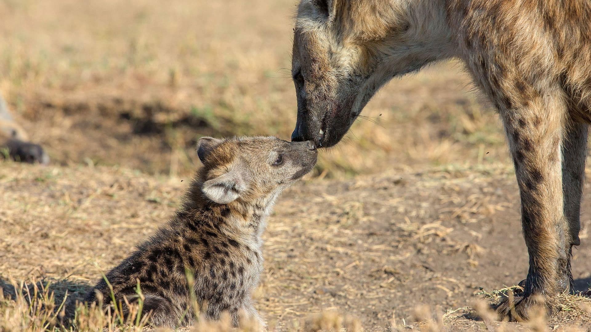 Der Clan der Hyänen
