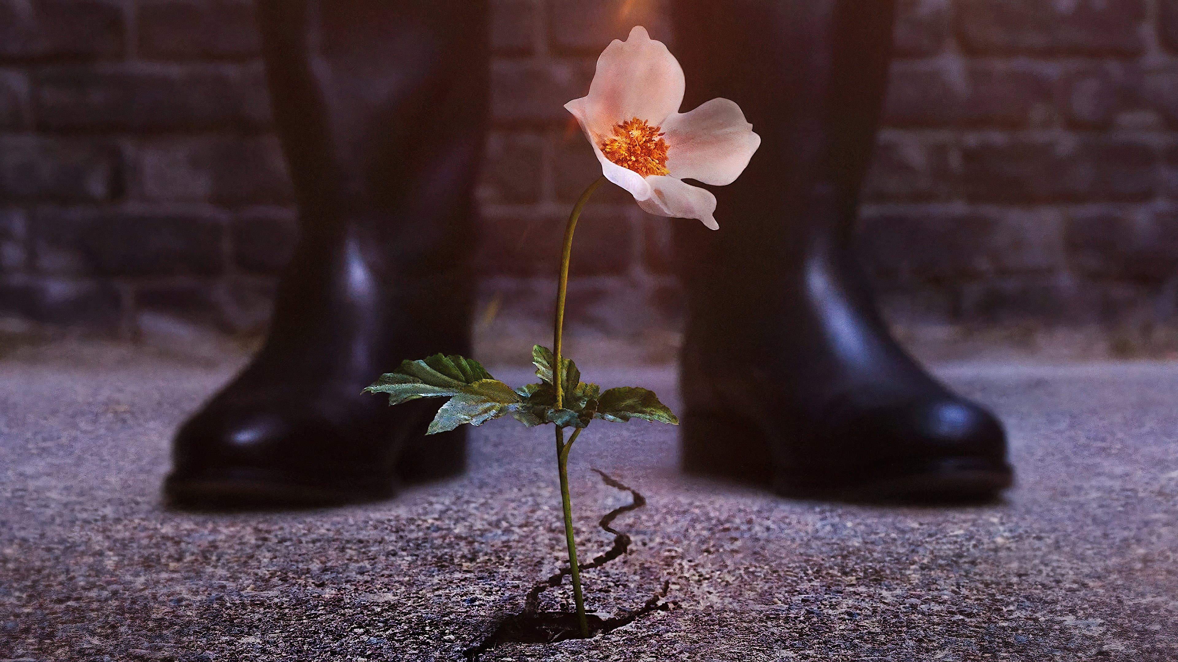 Omul din castelul înalt