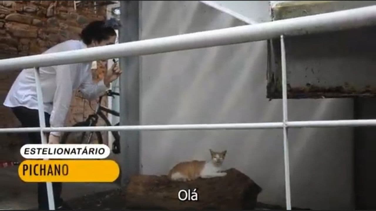 Revolução dos Gatos