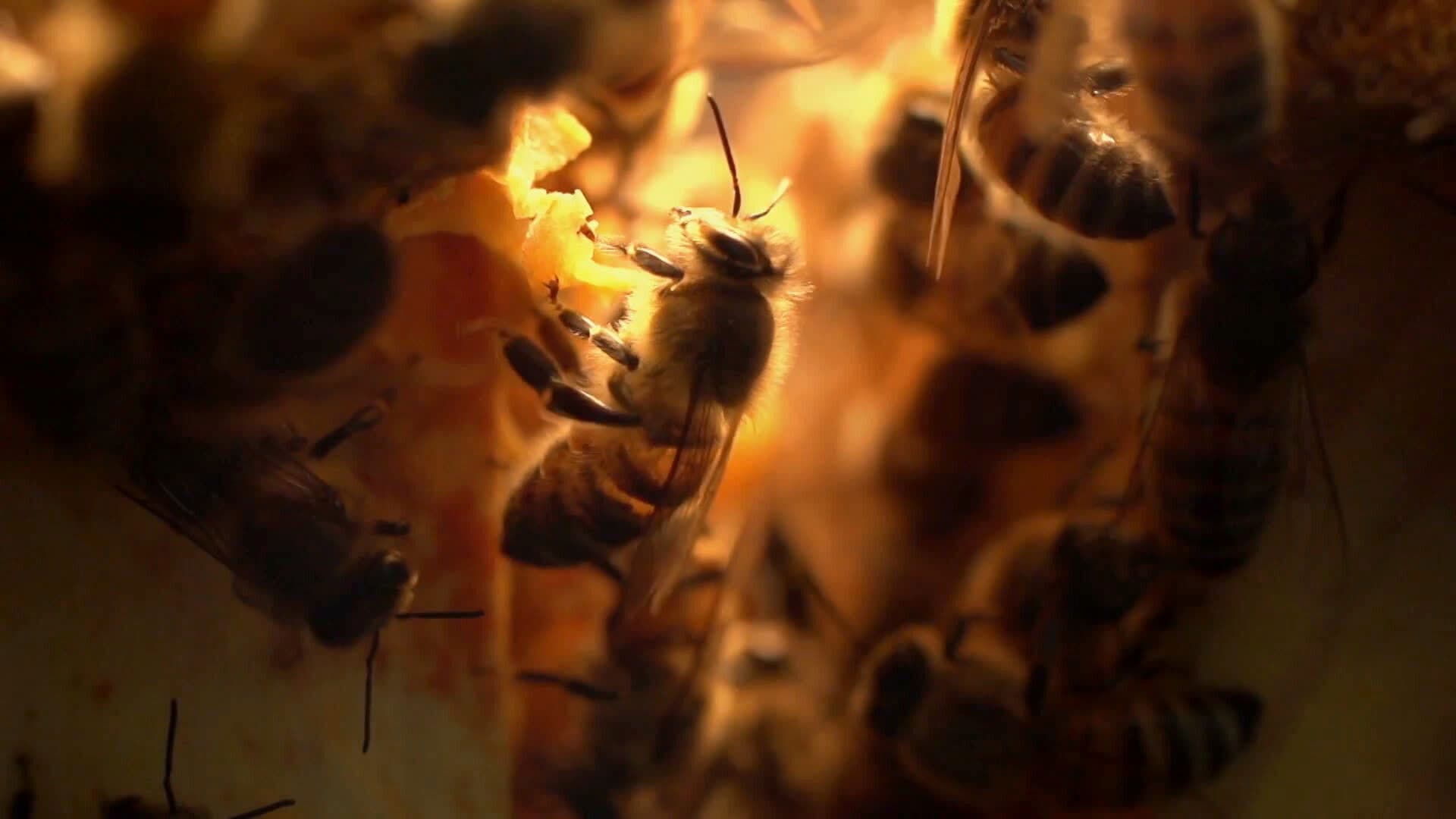 Une passion d'or et de feu