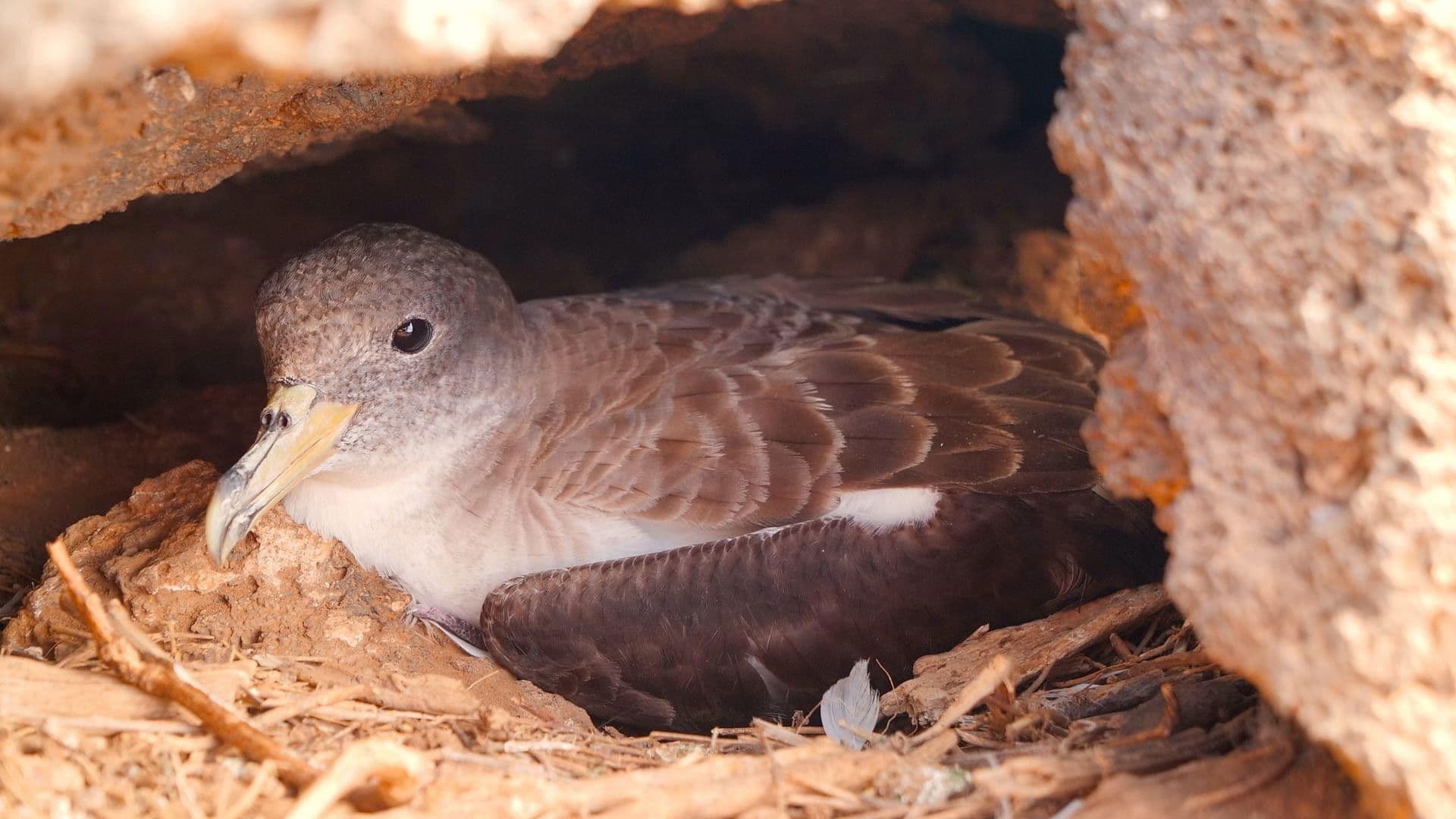 Die Vogelretter von Linosa