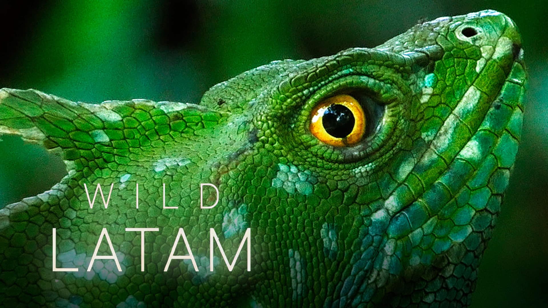 Wild Latam