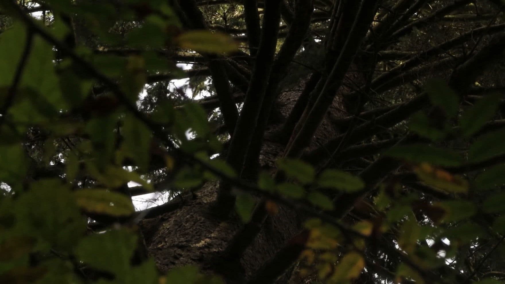 Большое Дерево Дает Приятную Тень