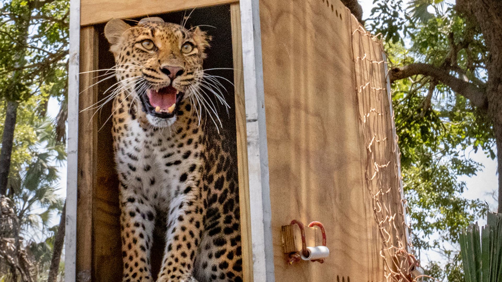 Întoarcerea prădătorilor