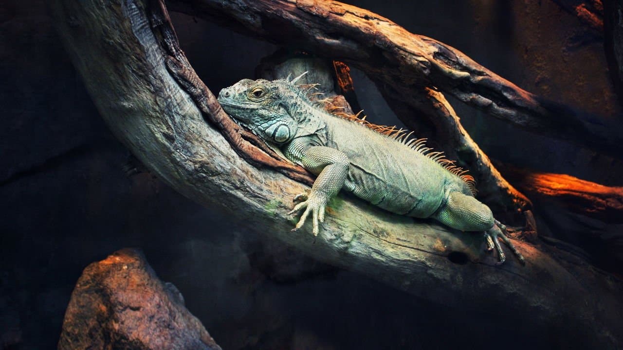 72 de animale periculoase: America Latină