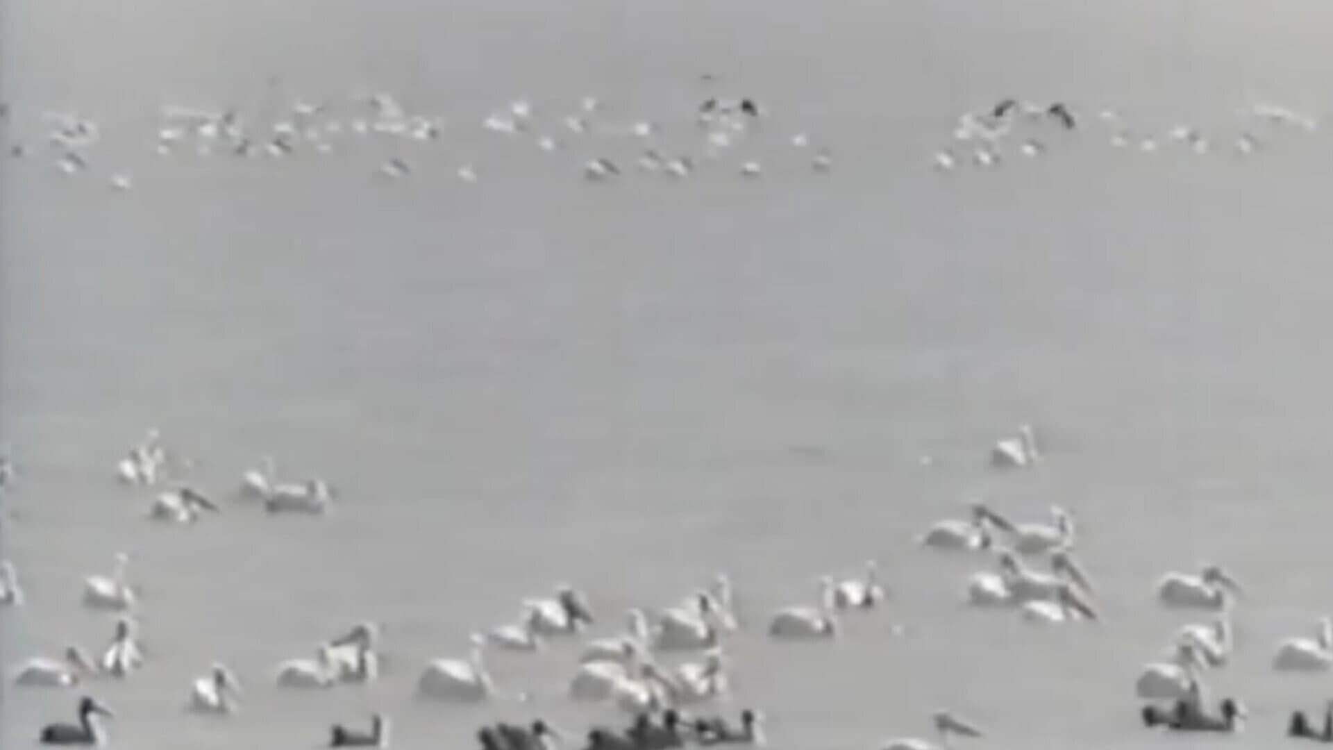 پرندگان مهاجر