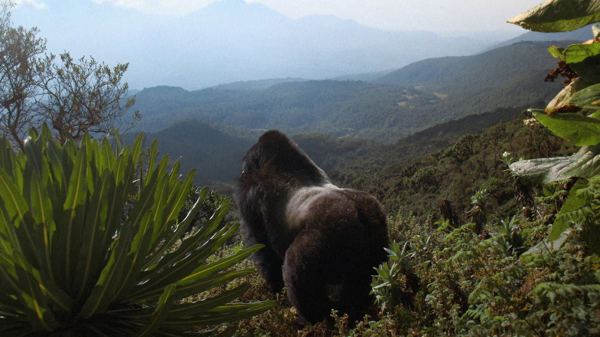 O poveste despre gorile: Narat de David Attenborough