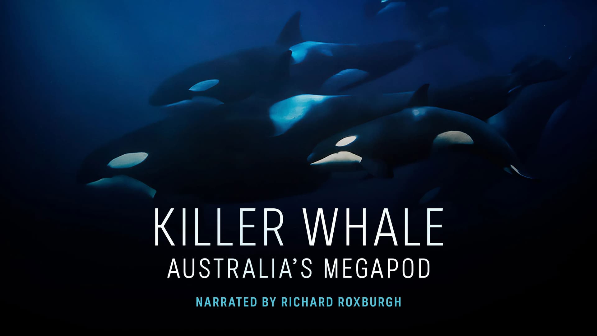 Killer Whale: Australia's Megapod