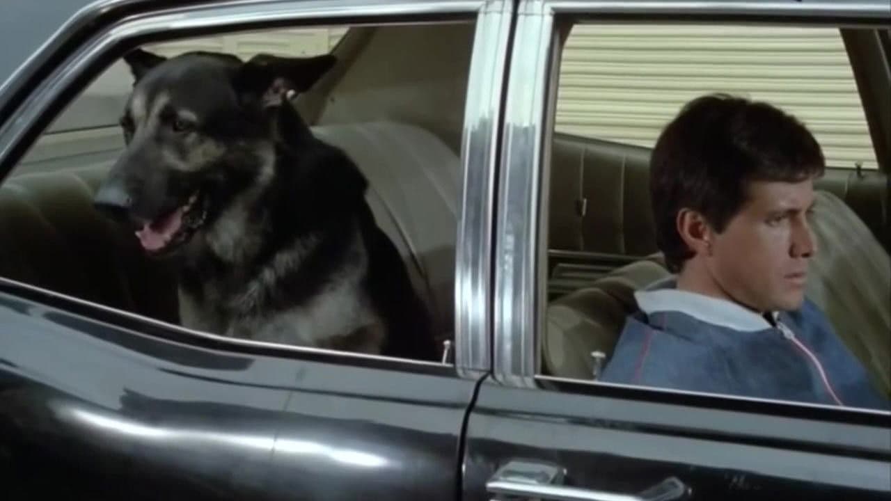 El cumpleaños del perro