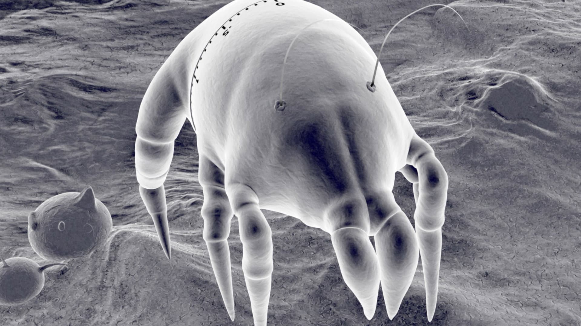 Gonna Get Along Without You Now (Dustmite)