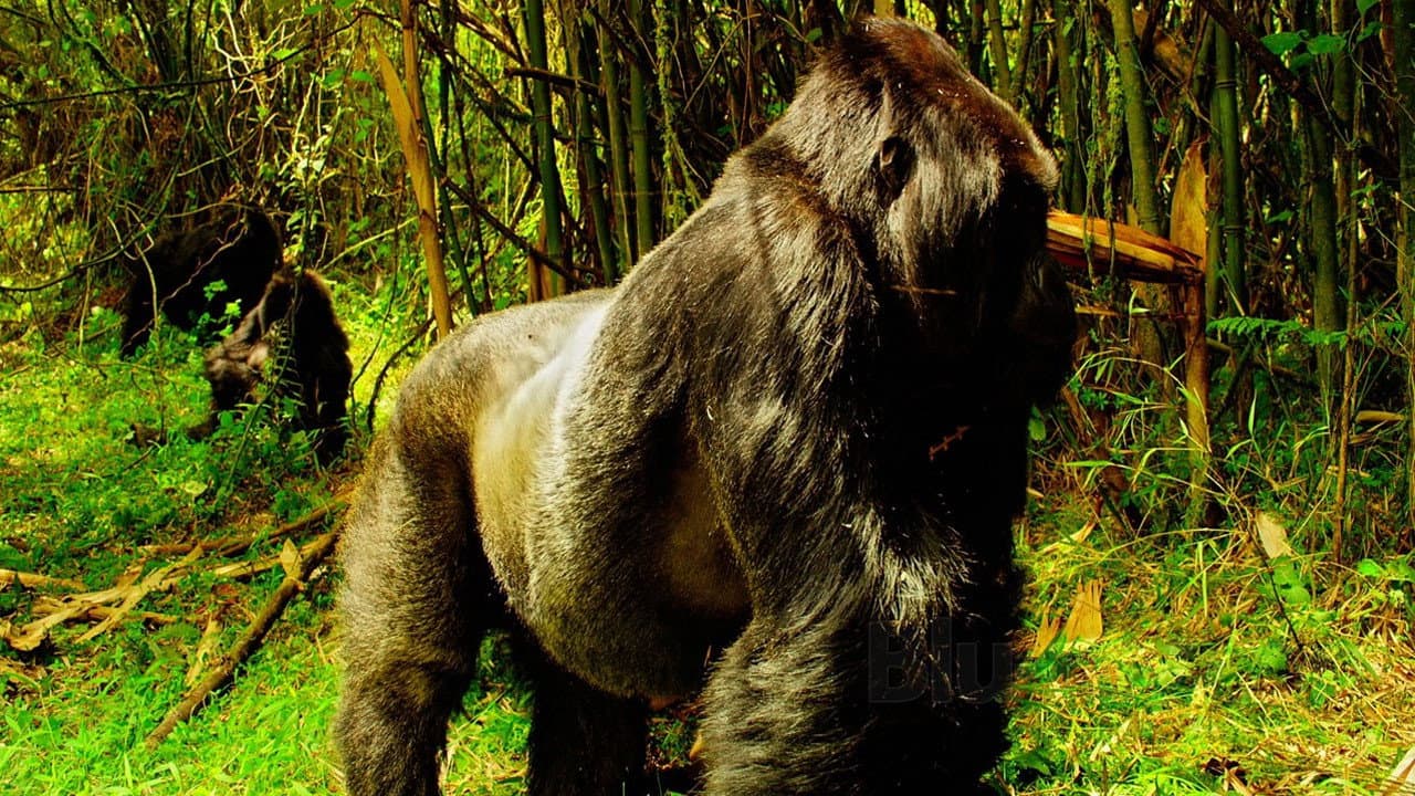 Wild Africa / Tiny Giants