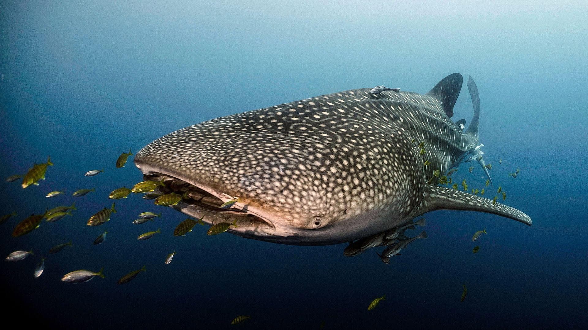 زيارة القرش الحوت