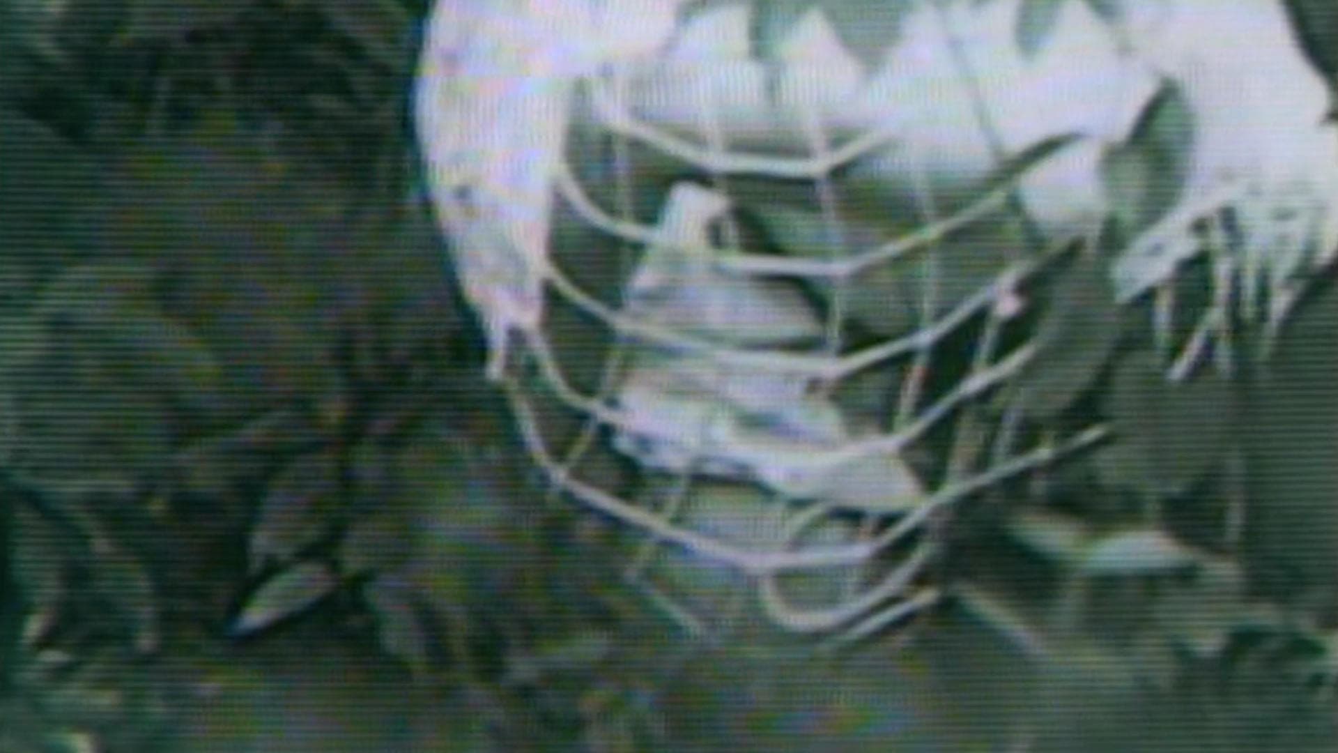 Cobaiul: experimentul diavolului