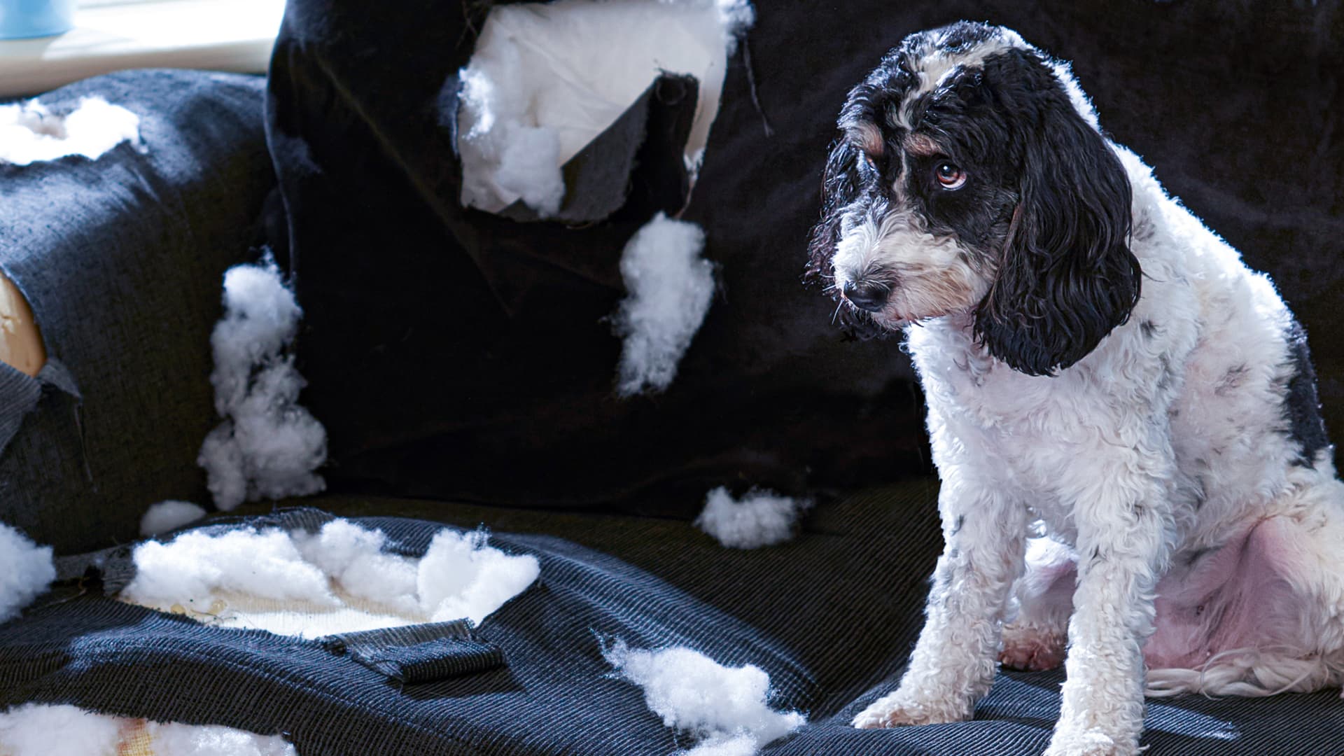 Bad Dog!