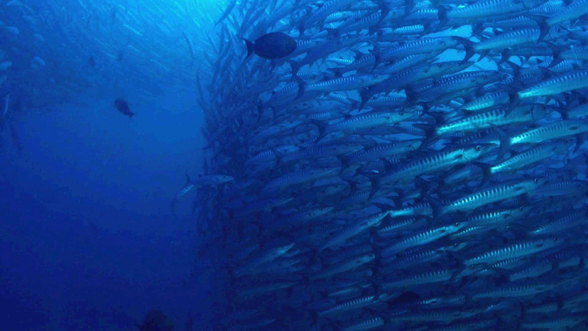 The Magic of the Big Blue. Seven Continents