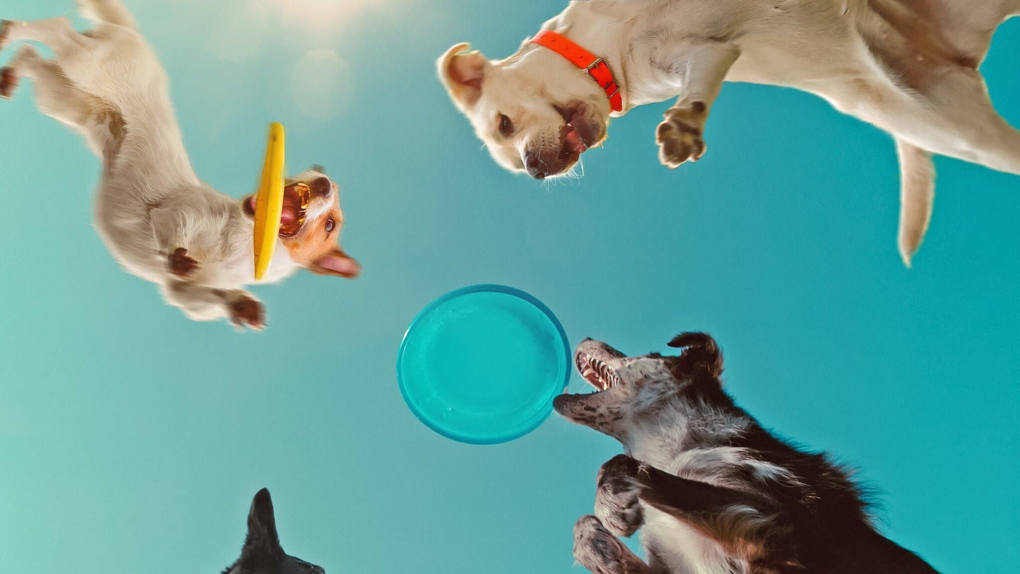 În mintea câinilor