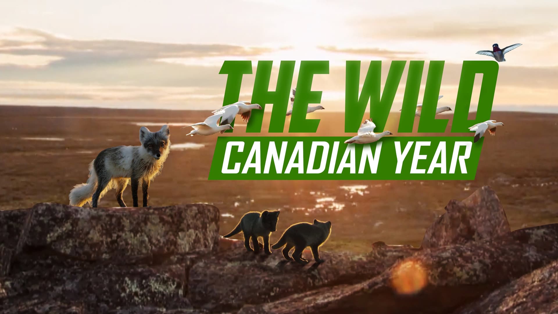 The Wild Canadian Year