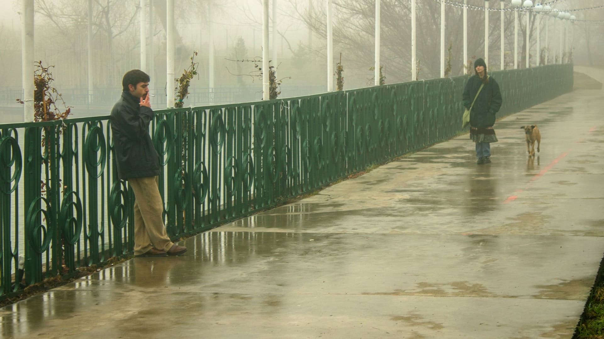 ბუზის მიზეზით