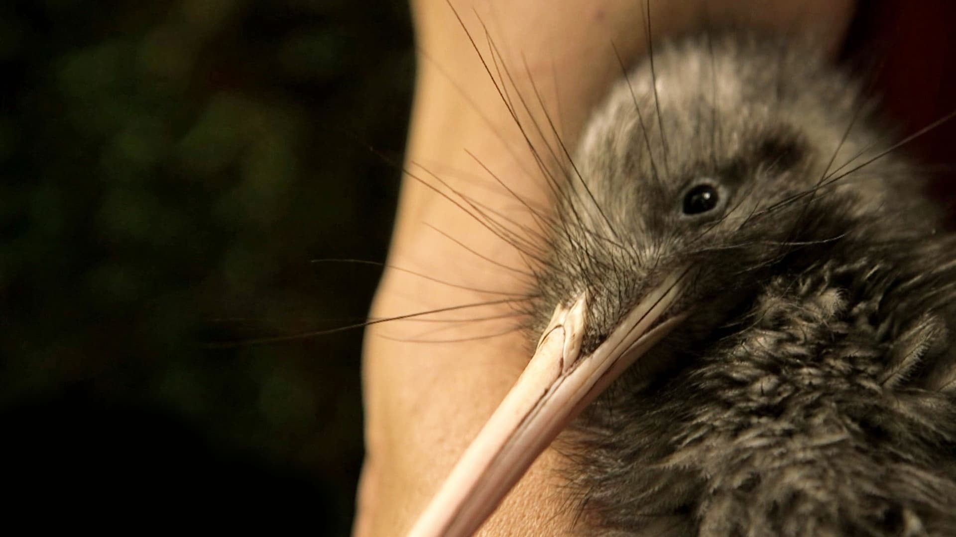 Nouvelle-Zélande : La Reconquête Maorie