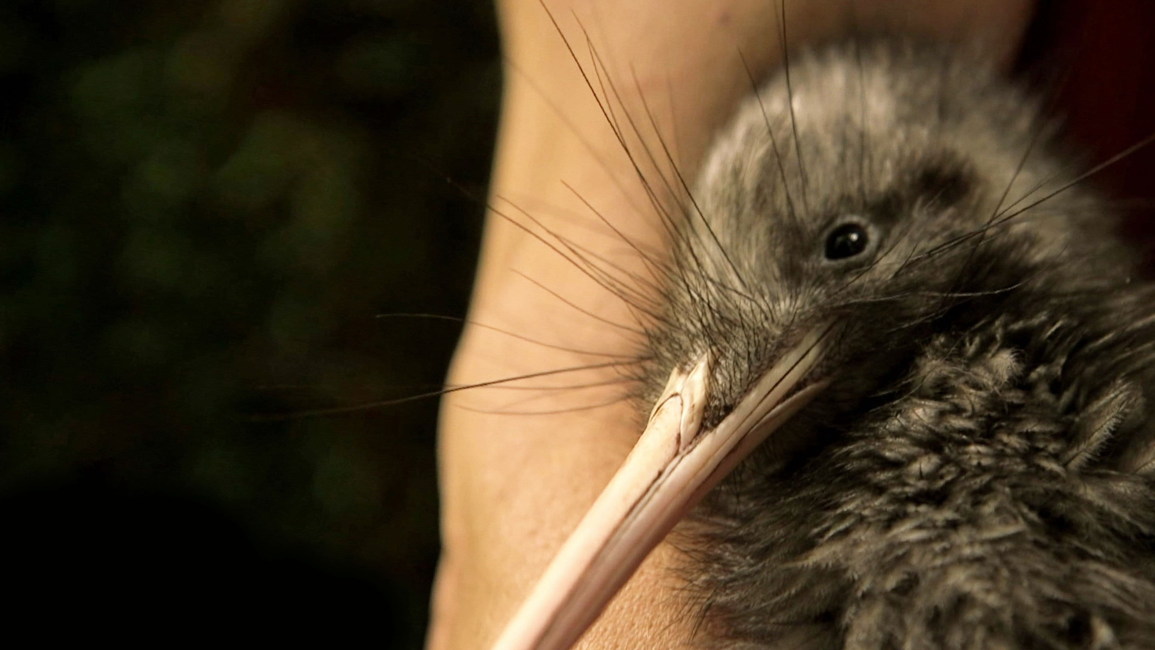 Nouvelle-Zélande : La Reconquête Maorie